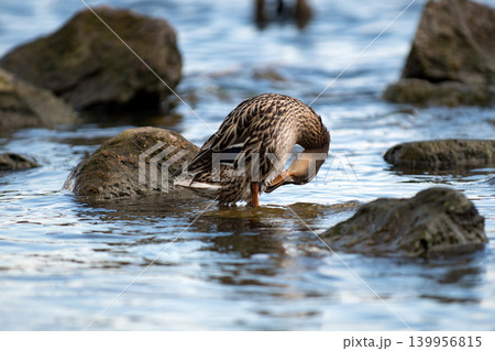 Wild mallard duck standing Wild mallard duck standing 139956815