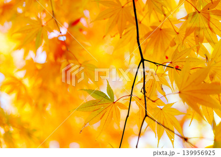 黄色に紅葉したモミジ 黄色に紅葉したモミジ 139956925