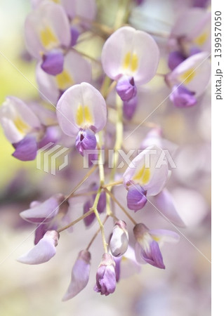 春の陽光に照らされた藤の花 春の陽光に照らされた藤の花 139957050