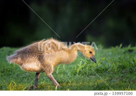 Cute fluffy  canada gosling 139957100