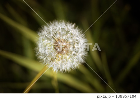 A perfect dandelion in the meadow A perfect dandelion in the meadow 139957104