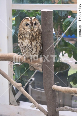 枝にとまるフクロウのやさしい表情と屋内展示の自然な風景 枝にとまるフクロウのやさしい表情と屋内展示の自然な風景 139957135