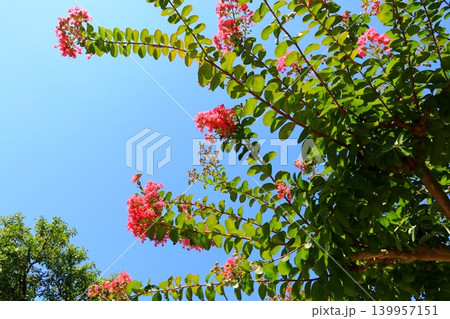 赤いサルスベリの花 赤いサルスベリの花 139957151
