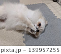 仰向けでくつろぐポメラニアンの日常風景 139957255