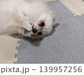 前足で拝むような仕草が可愛いぽめちゃん（懇願ポーズ） 139957256