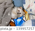 布団から顔を出すお昼寝中の愛犬（冬のあったか風景） 139957257