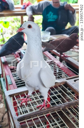A white dove stands on a cage with a blurry background. A white dove stands on a cage with a blurry background. 139957402