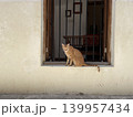 オシャレな街の猫 139957434