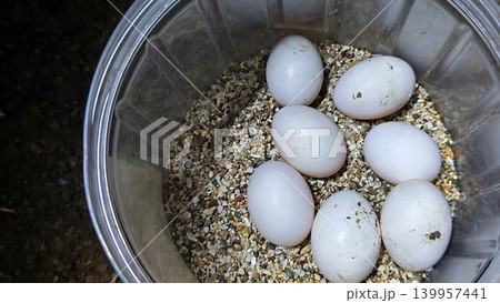 A cluster of white bird eggs in a container filled with sand. 139957441