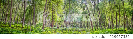 Green forest panorama with ferns in Germany Green forest panorama with ferns in Germany 139957583