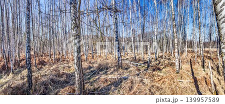 Birch forest landscape in winter sunlight Germany 139957589