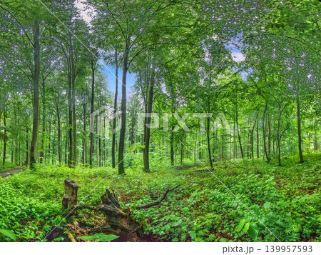 Green deciduous forest in spring near Morfelden Green deciduous forest in spring near Morfelden 139957593