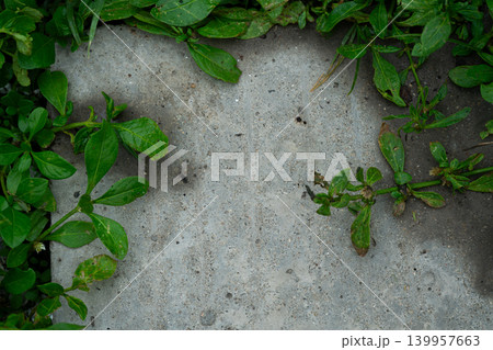 Concrete Paver Surrounded by Green Foliage 139957663