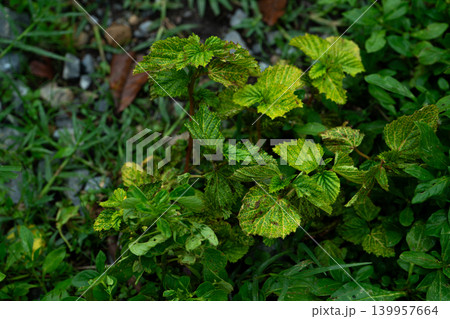 Variegated Green Leaves in a Garden Setting Variegated Green Leaves in a Garden Setting 139957664