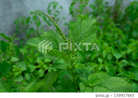 Small Bug on Green Amaranth Plant Small Bug on Green Amaranth Plant 139957665