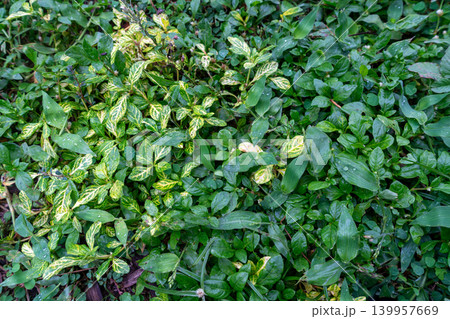 Lush Green and Variegated Ground Cover with Water Droplets 139957669