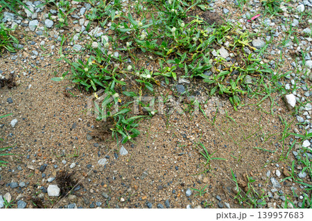 Green Weeds and Wild Grass Growing on Sandy Gravel Ground 139957683