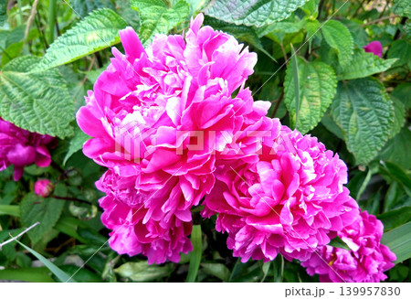 鮮やかな濃桃色が美しいシャクヤクの花 139957830