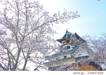 愛知県犬山市、犬山城と桜の風景 139957889