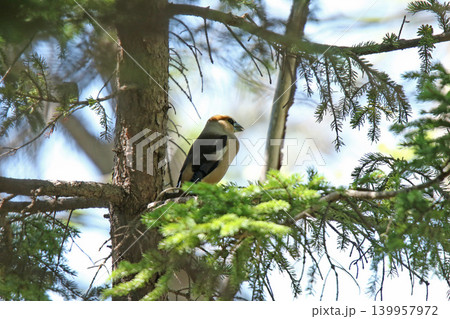 シメ 鴲 Coccothraustes coccothraustes 北海道の野鳥 シメ 鴲 Coccothraustes coccothraustes 北海道の野鳥 139957972