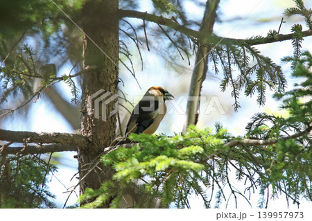 シメ 鴲 Coccothraustes coccothraustes 北海道の野鳥 シメ 鴲 Coccothraustes coccothraustes 北海道の野鳥 139957973