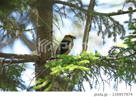 シメ 鴲 Coccothraustes coccothraustes 北海道の野鳥 シメ 鴲 Coccothraustes coccothraustes 北海道の野鳥 139957974