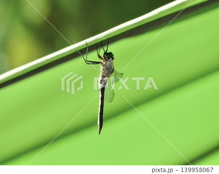 Dragonfly hanging upside down on a bright green stem Dragonfly hanging upside down on a bright green stem 139958067