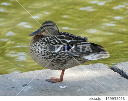 Mallard duck resting on one leg by water Mallard duck resting on one leg by water 139958068