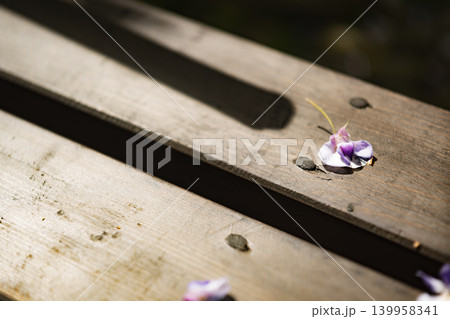 藤棚の下ののどかなベンチに落ちた薄紫色の藤の花びらと影 139958341