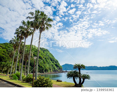 日南海岸のヤシの木(南郷付近・宮崎県日南市) 日南海岸のヤシの木(南郷付近・宮崎県日南市) 139958361