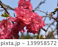赤色の桃花 139958572