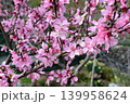 ピンクの桃花 139958624