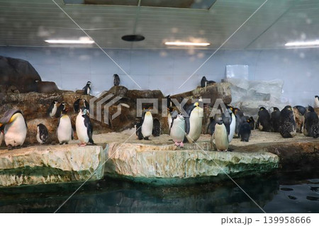 岩場に立つペンギンたちの展示シーン 岩場に立つペンギンたちの展示シーン 139958666