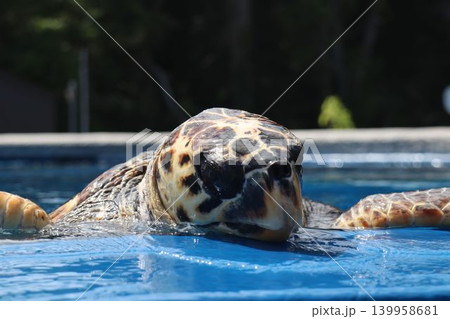 水中を優雅に泳ぐ可愛いウミガメ 水中を優雅に泳ぐ可愛いウミガメ 139958681