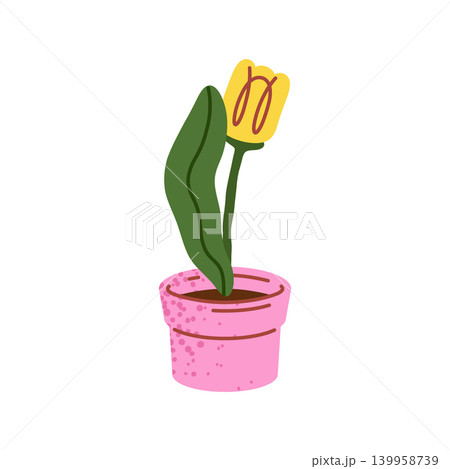 Yellow Tulip In Pink Pot Yellow Tulip In Pink Pot 139958739