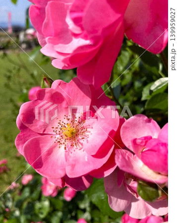 咲き誇るノイバラの花 咲き誇るノイバラの花 139959027