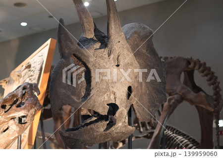 角竜トリケラトプスの恐竜の化石標本 139959060