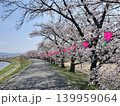 川沿いの桜並木と祭の提灯 139959064