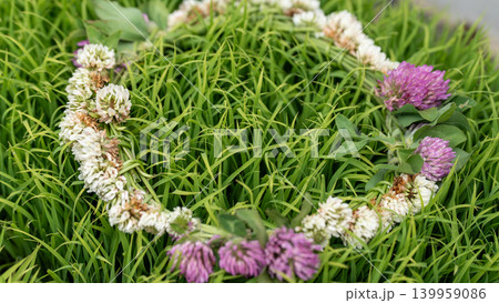 田植えされた稲 田植えされた稲 139959086