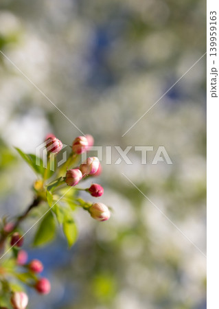 Apple tree blossom with pink buds on tree branch. Shallow depth of field spring floral background. Soft daylight scene with natural bokeh for greeting card, invitation design and season greeting. Apple tree blossom with pink buds on tree branch. Shallow depth of field spring floral background. Soft daylight scene with natural bokeh for greeting card, invitation design and season greeting. 139959163
