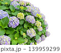 美しく咲いた紫陽花全体の切抜き（背景透過） 139959299