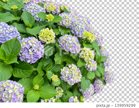 A cutout of a beautifully blooming hydrangea (with a transparent background). A cutout of a beautifully blooming hydrangea (with a transparent background). 139959299