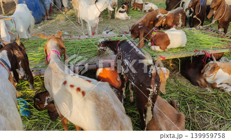 Goats eating green fodder on charpai at livestock market in karachi pakistan during eid sacrifice season Goats eating green fodder on charpai at livestock market in karachi pakistan during eid sacrifice season 139959758