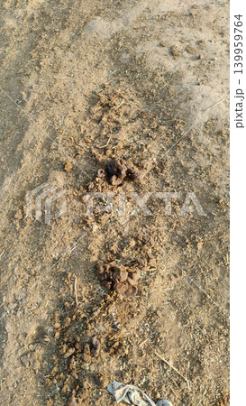 Fresh cow dung lying on raw mud floor natural manure Fresh cow dung lying on raw mud floor natural manure 139959764