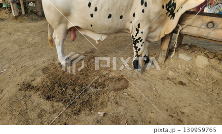 Cow dung lying on muddy ground at cattle market in karachi pakistan showing poor hygiene condition Cow dung lying on muddy ground at cattle market in karachi pakistan showing poor hygiene condition 139959765