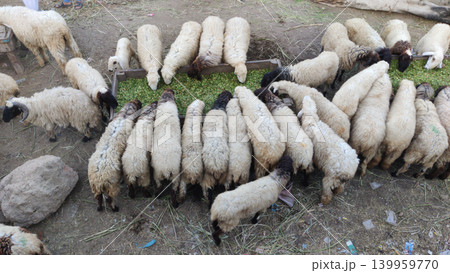 Sheep eating fodder together in wooden tray at lyari cattle market karachi pakistan during festival season Sheep eating fodder together in wooden tray at lyari cattle market karachi pakistan during festival season 139959770