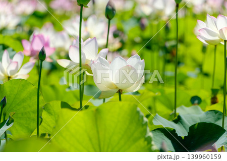 夏の太陽を浴びて美しく咲く白とピンクの蓮の花 夏の太陽を浴びて美しく咲く白とピンクの蓮の花 139960159