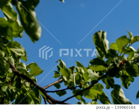 Crescent moon visible through fresh green apple tree branches in clear daylight sky with sun. Beautiful springtime nature background. Atmospheric, peaceful daytime landscape filled with tranquility, Crescent moon visible through fresh green apple tree branches in clear daylight sky with sun. Beautiful springtime nature background. Atmospheric, peaceful daytime landscape filled with tranquility, 139960168