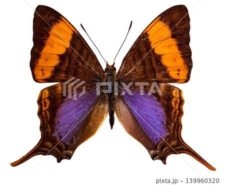 This daggerwing butterfly Marpesia corinna displays its wings open while isolated on a white background. The colors on its wings are striking and vivid, making it notable for study. 139960320