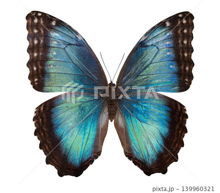 A Morpho peleides butterfly displays shiny blue wings in isolation. This species is native to Central and South America and is often seen in jungles and tropical areas. A Morpho peleides butterfly displays shiny blue wings in isolation. This species is native to Central and South America and is often seen in jungles and tropical areas. 139960321